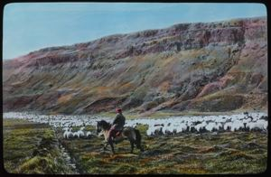 Image: Sheep in Iceland and Herder [Rettir]